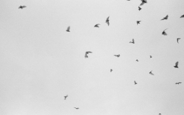 Mehrere Fledermäuse fliegen als dunkle Silhouetten vor einem hellen, grauen Himmel.