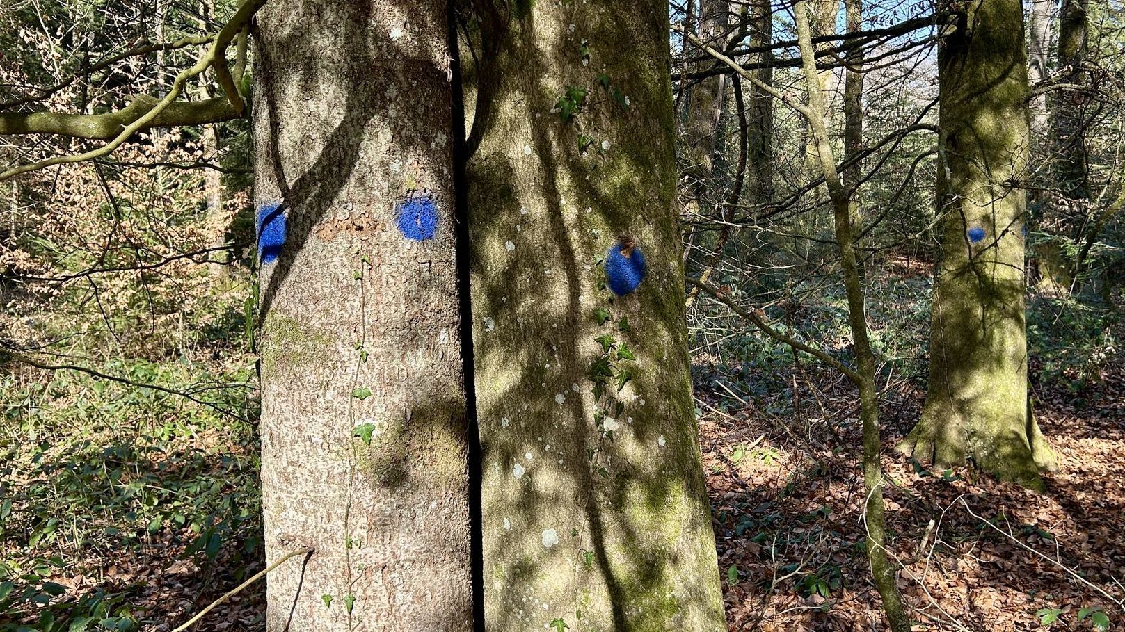 Arbre habitat dans la forêt Burgerwald marqué d'un point bleu