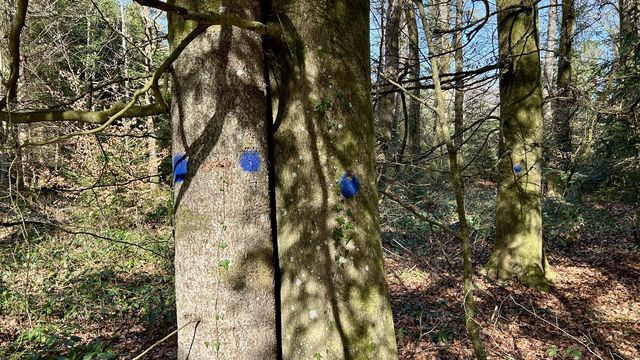 Habitatbaum im Burgerwald markiert durch blauen Punkt