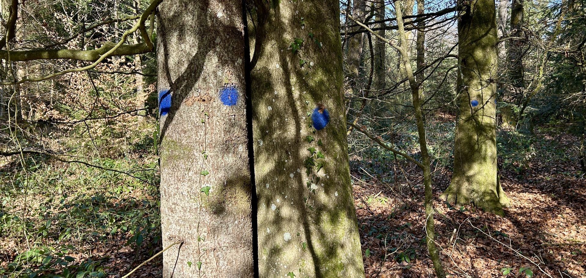 Habitatbaum im Burgerwald markiert durch blauen Punkt
