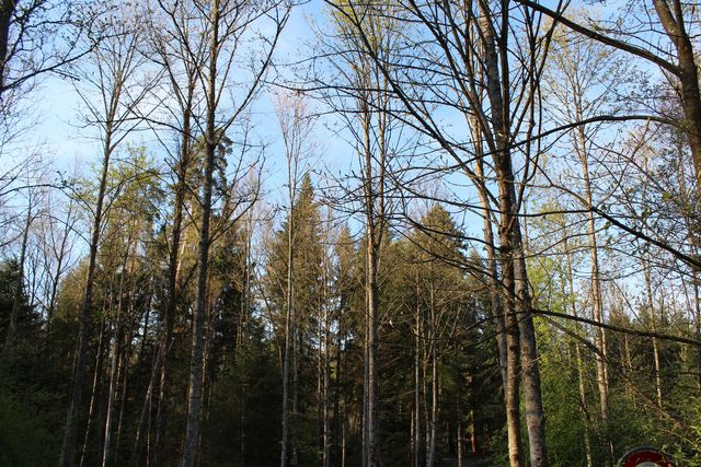 Wald