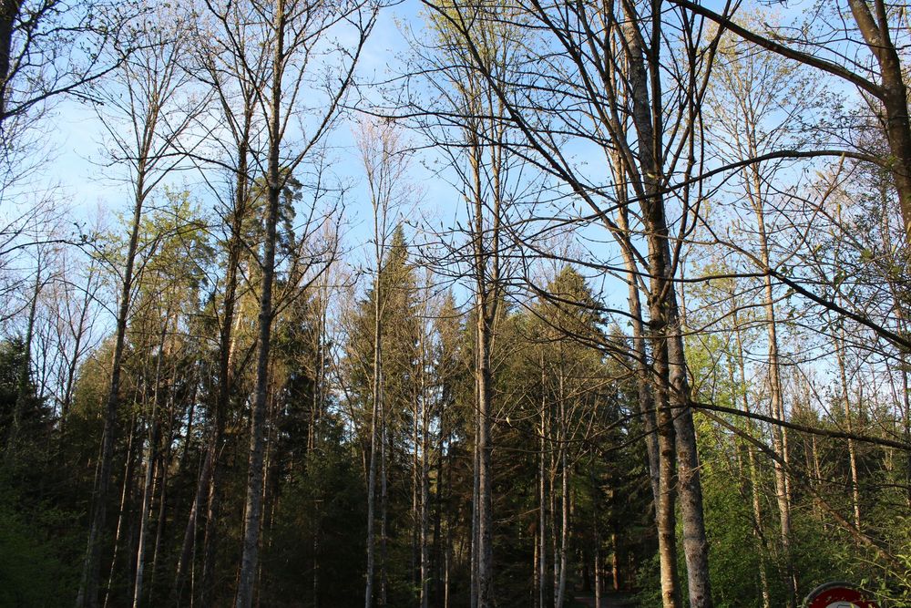 Wald