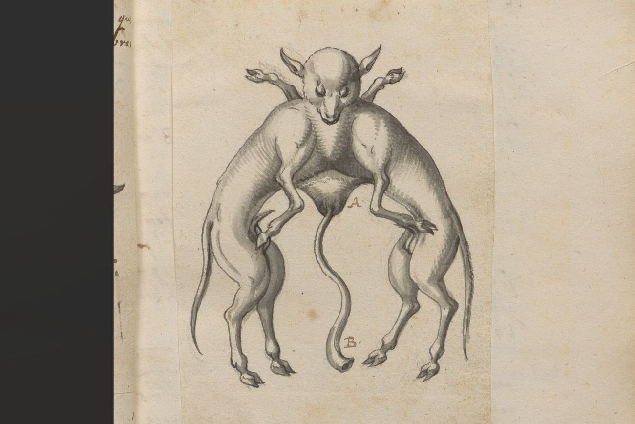 Zeichnung einer Missbildung bei Tieren