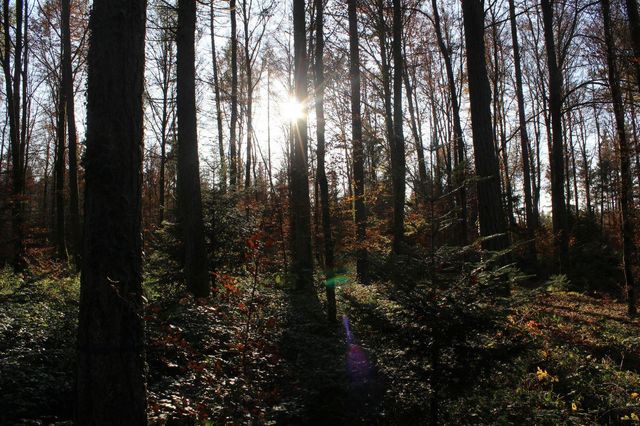 Bild von einem Wald