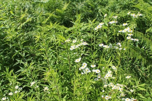 Gänseblümchen im Gras