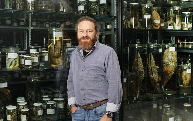 Person vor Regal mit konservierten Tierpräparaten in Glasgefässen im Museum.