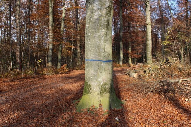 Blaue Baummarkierung im Forst