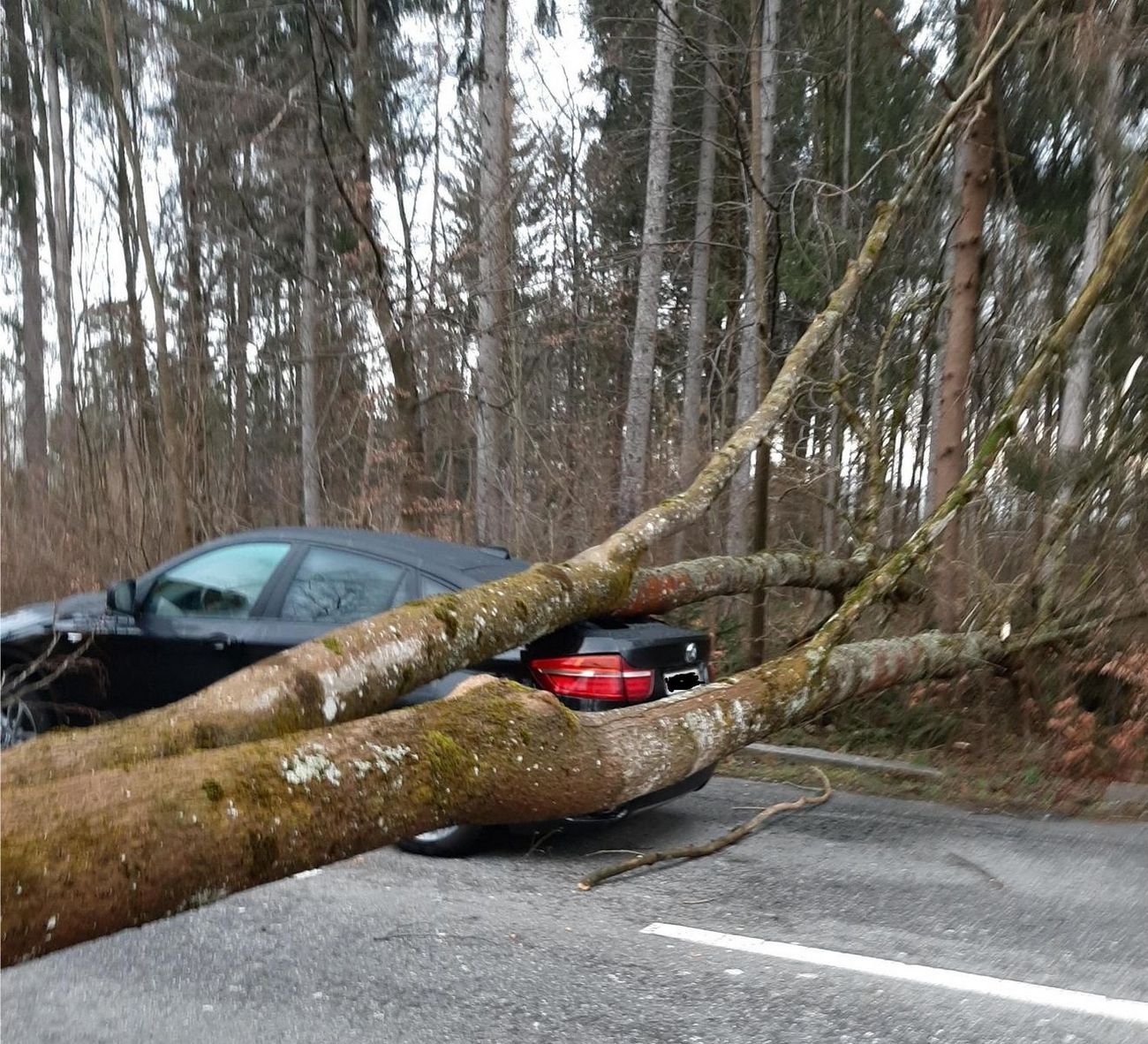 Baum liegt auf einer Strasse direkt hinter einem Auto