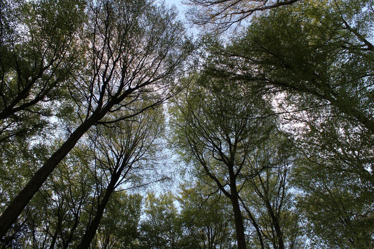 Baumkronen von unten