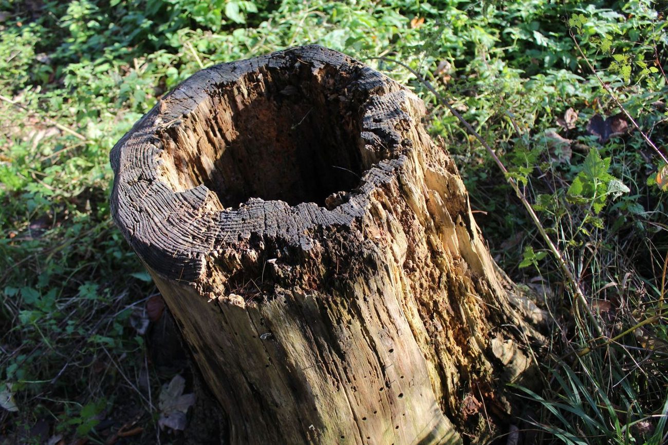 Baumstumpf