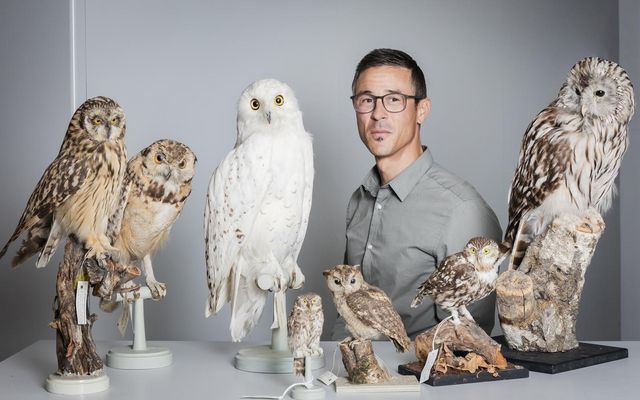 Person steht zwischen mehreren präparierten Eulen in einer Museumssammlung.
