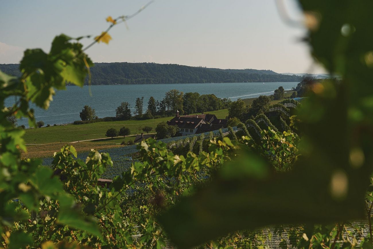 Sicht durch Weinreben auf den St. Petersinseln