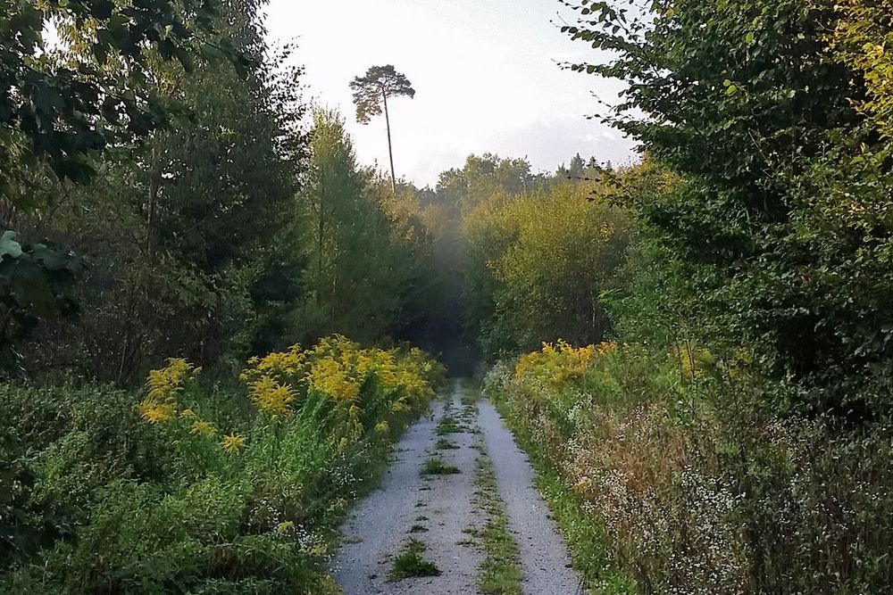 Ein schmaler Kiesweg führt durch dichtes, grünes Wald- und Wiesenland.