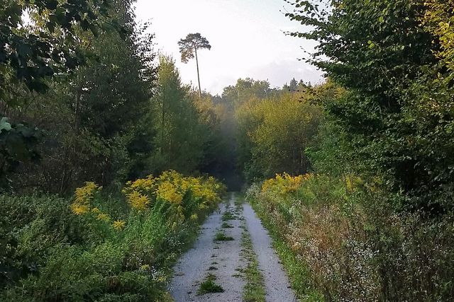 Ein schmaler Kiesweg führt durch dichtes, grünes Wald- und Wiesenland.