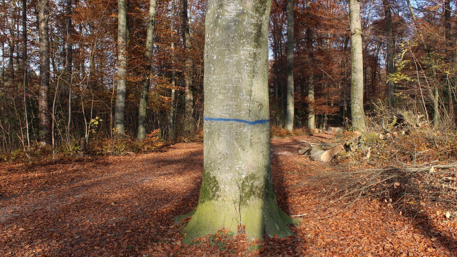 Baummarkierung Blau