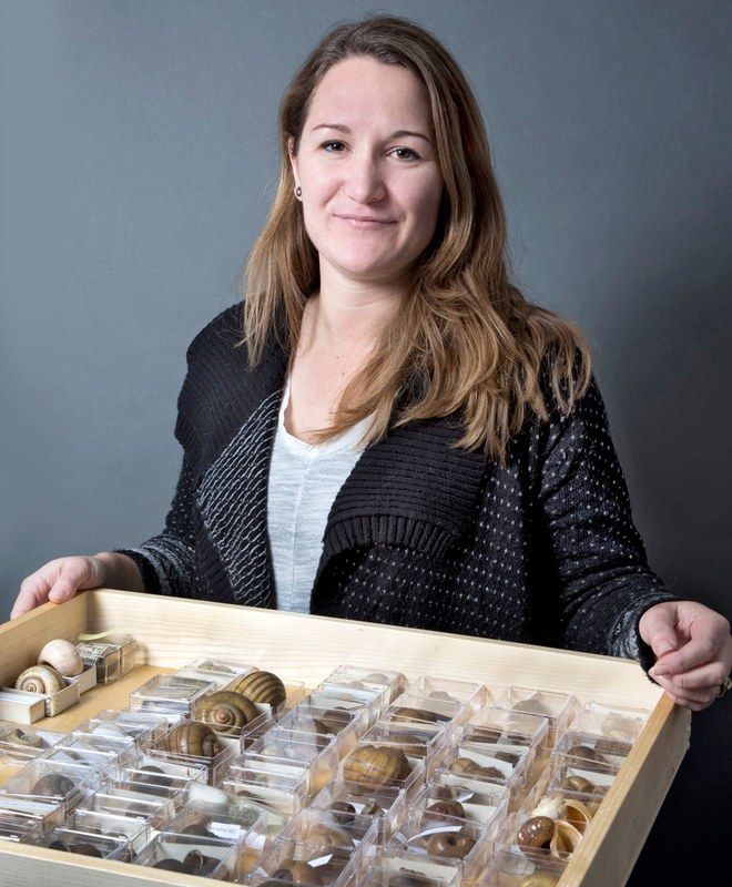 Eine Frau hält eine Holzschublade mit vielen sortierten Schneckenhäusern in kleinen Fächern.