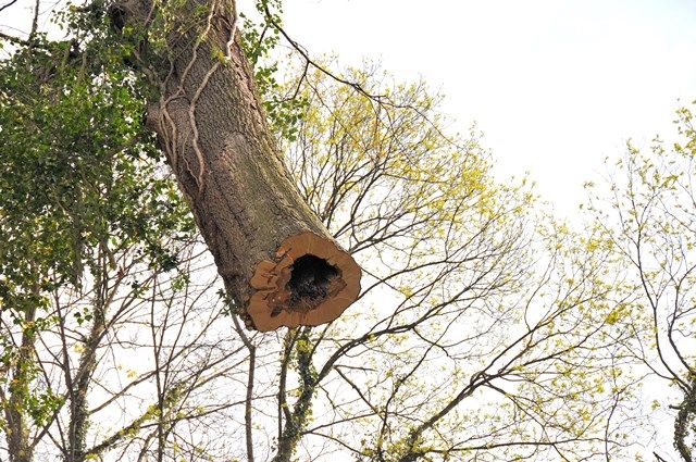 Ein frisch gefällter Baumstamm hängt noch teilweise am Baum, mit sichtbarem hohlem Kern.