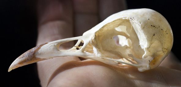 Ein kleiner, heller Vogelschädel mit langem, dünnem Schnabel liegt auf einer offenen Hand.