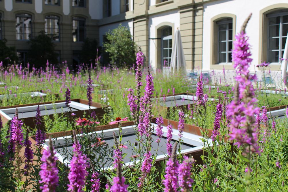 Blumen auf der Terrasse der Café Lounge LesBar