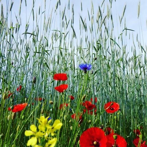 Hohes Gras mit Blumen