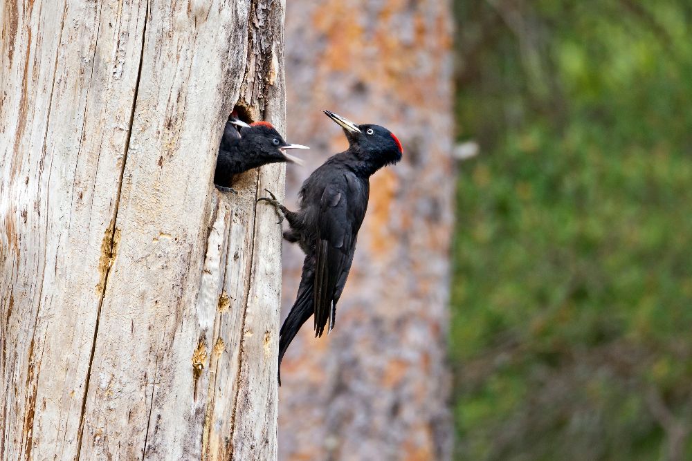 Bild zweier Spechten an einem Baum