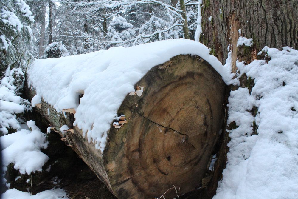 Baumstamm unter Schneedecke