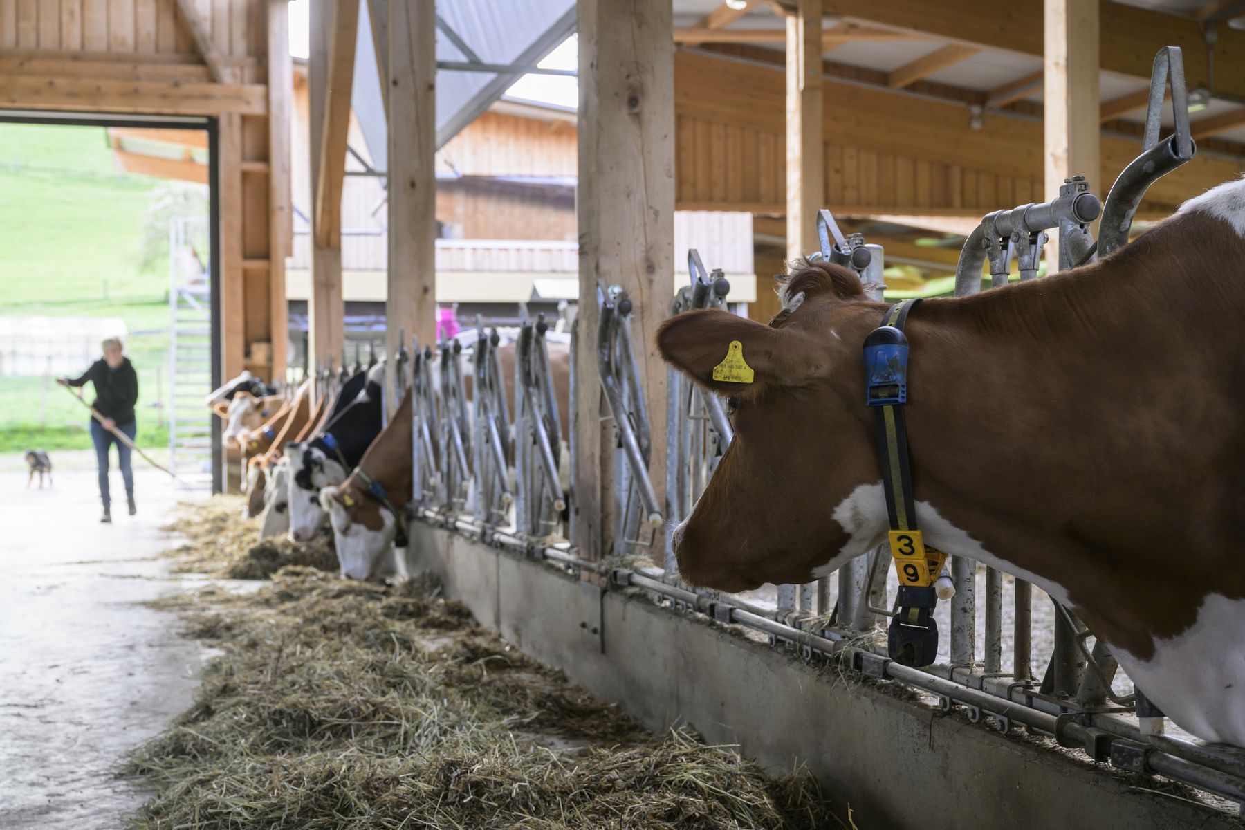 Kühe im Stall eines Landwirtschaftsbetriebs der Burgergemeinde Bern