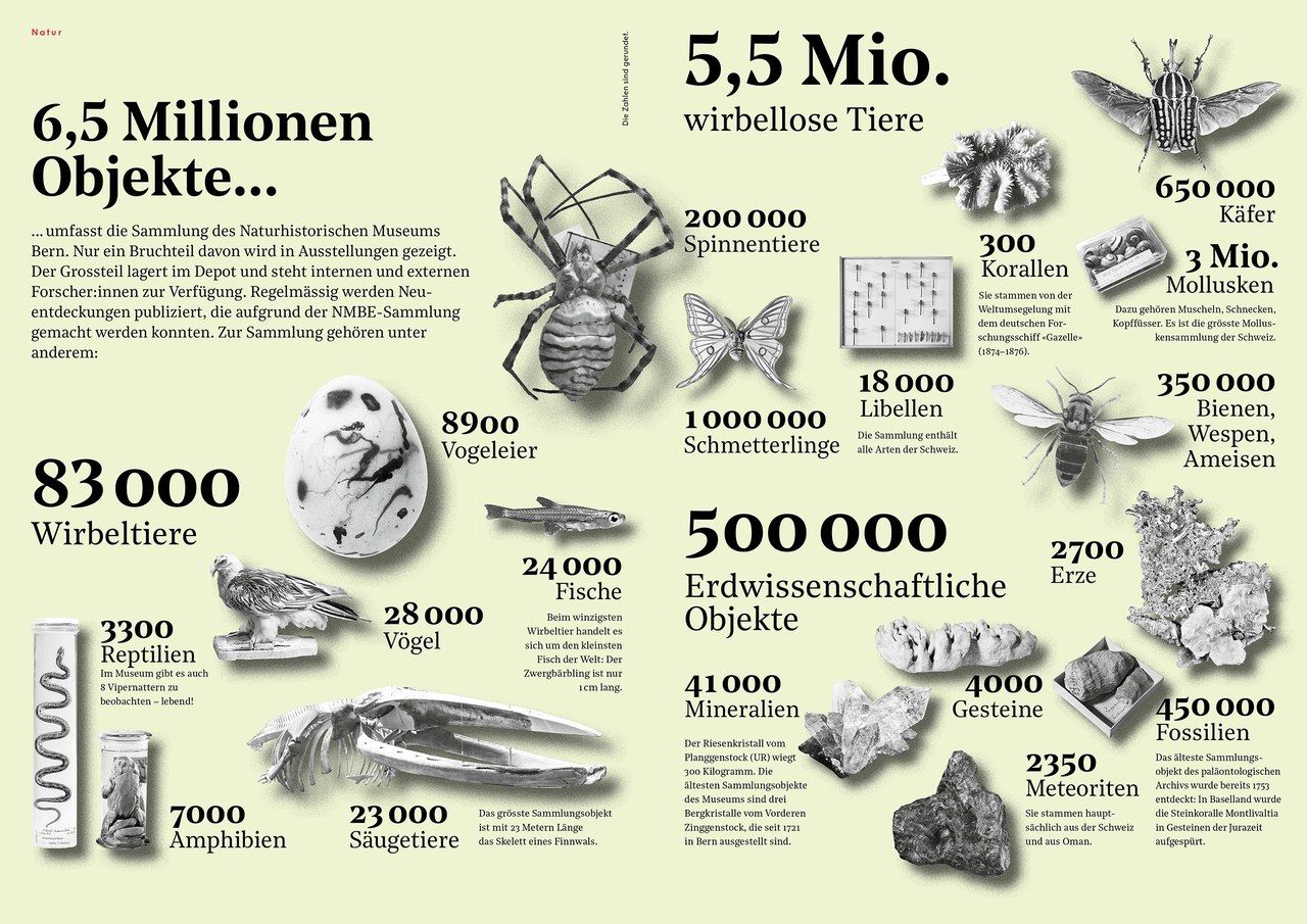 Grafik über Museumsobjekte des NMBE