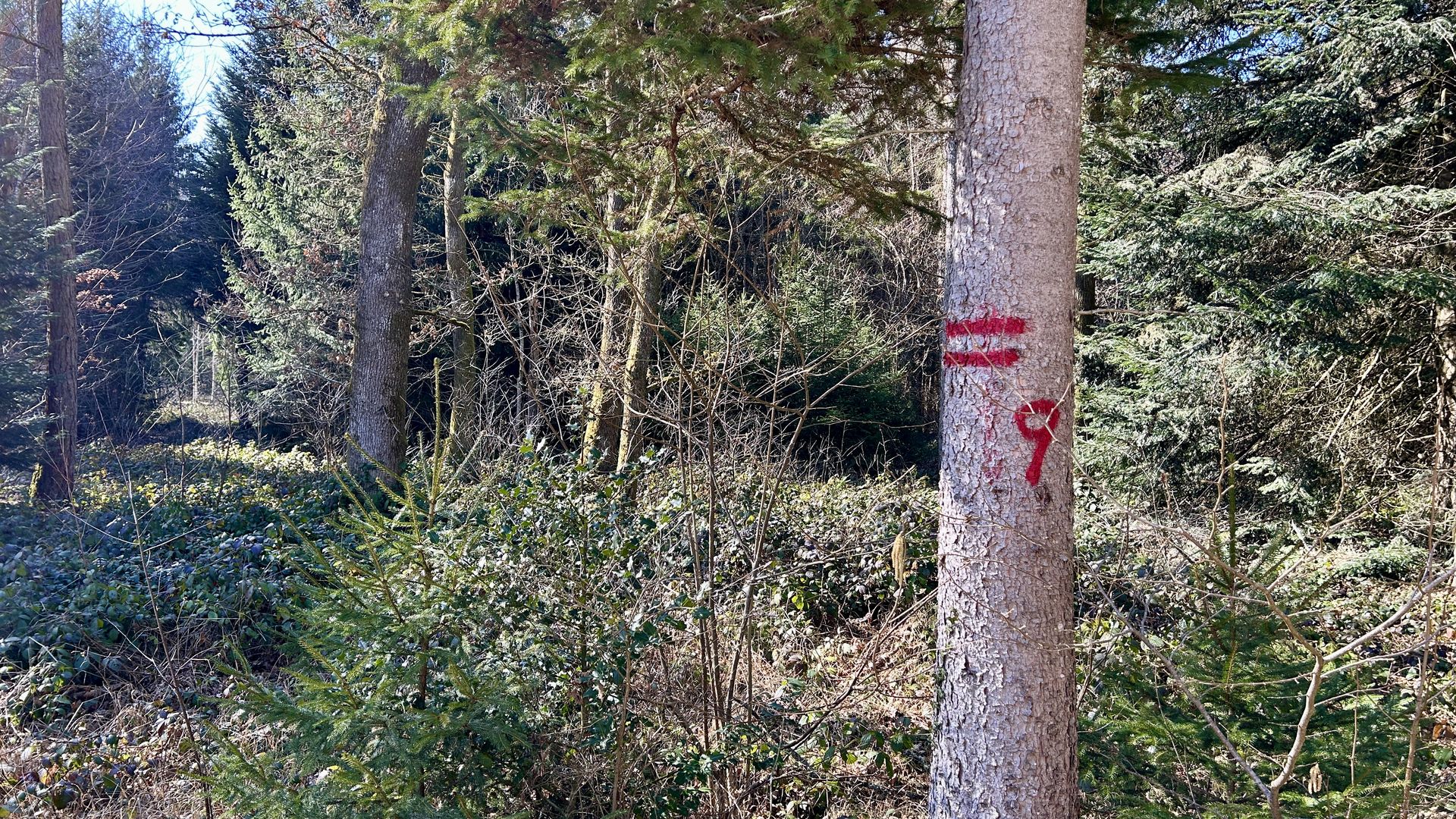 Baummarkierung zwei rote Querstreifen