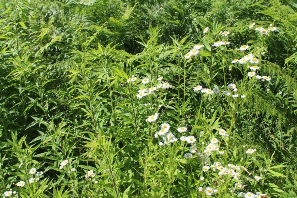 Gänseblümchen im Gras