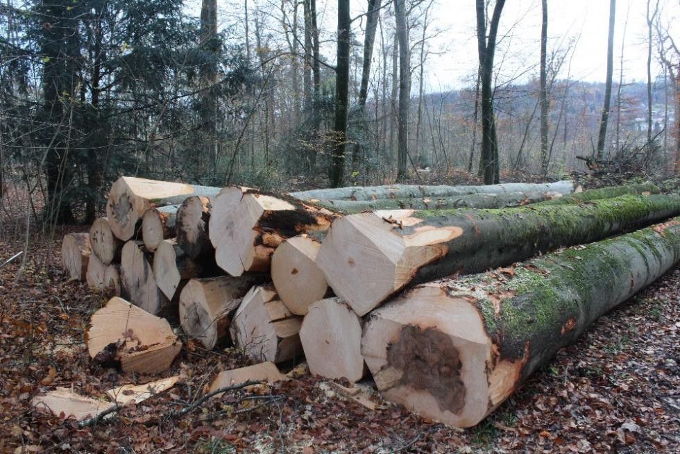 Aufgestapelte Baumstämme am Wegrand