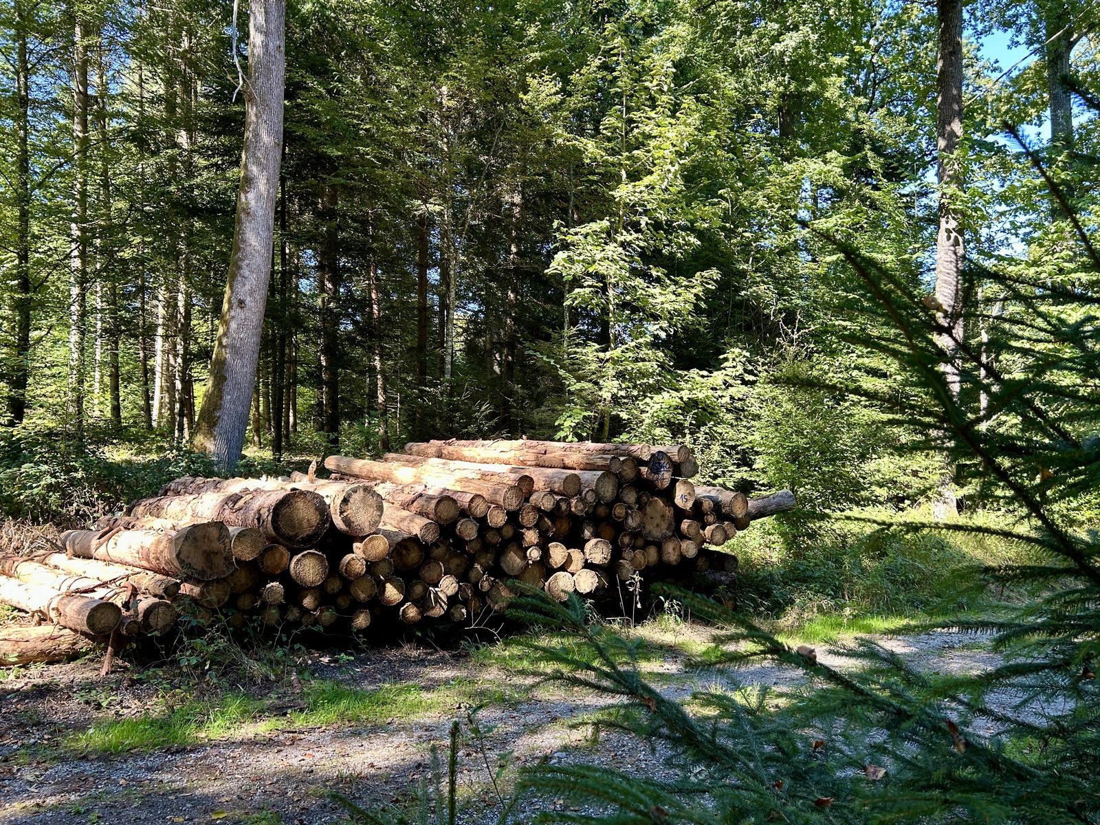 Gestapelte Baumstämme neben dem Waldweg