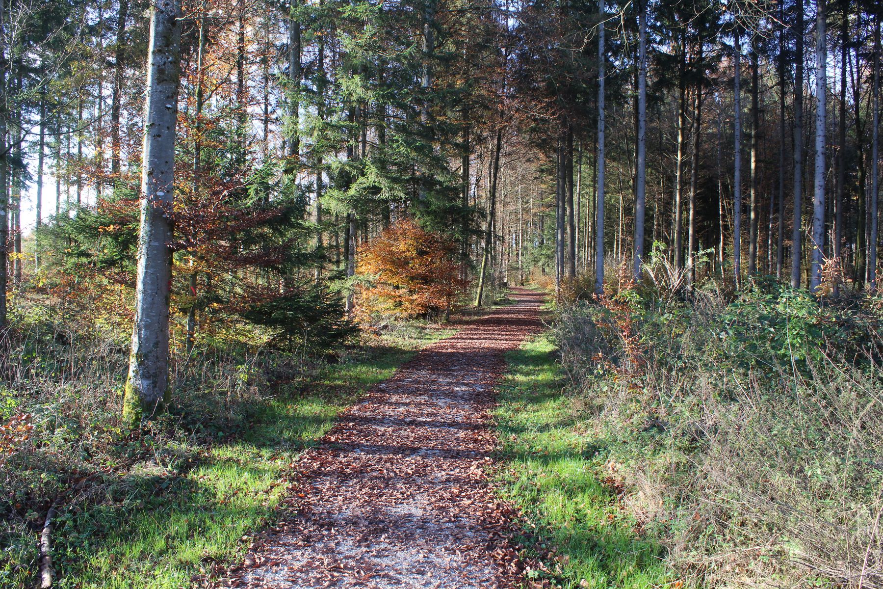Waldweg bei schönem Sonnenlicht im Herbst