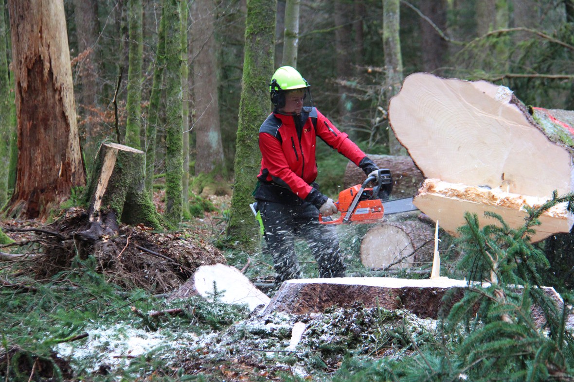 Acht Stunden – 15 Kubikmeter Holz