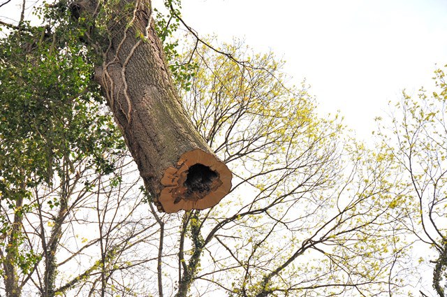 Verunsicherung wegen Holzfällerarbeiten ist nicht nötig