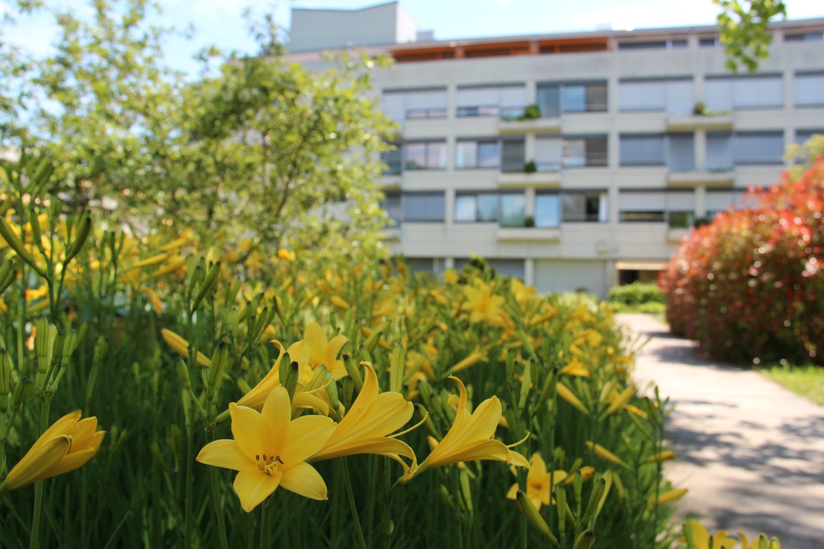 Blühende Blumen an fast jeder Ecke. Vergrösserte Ansicht