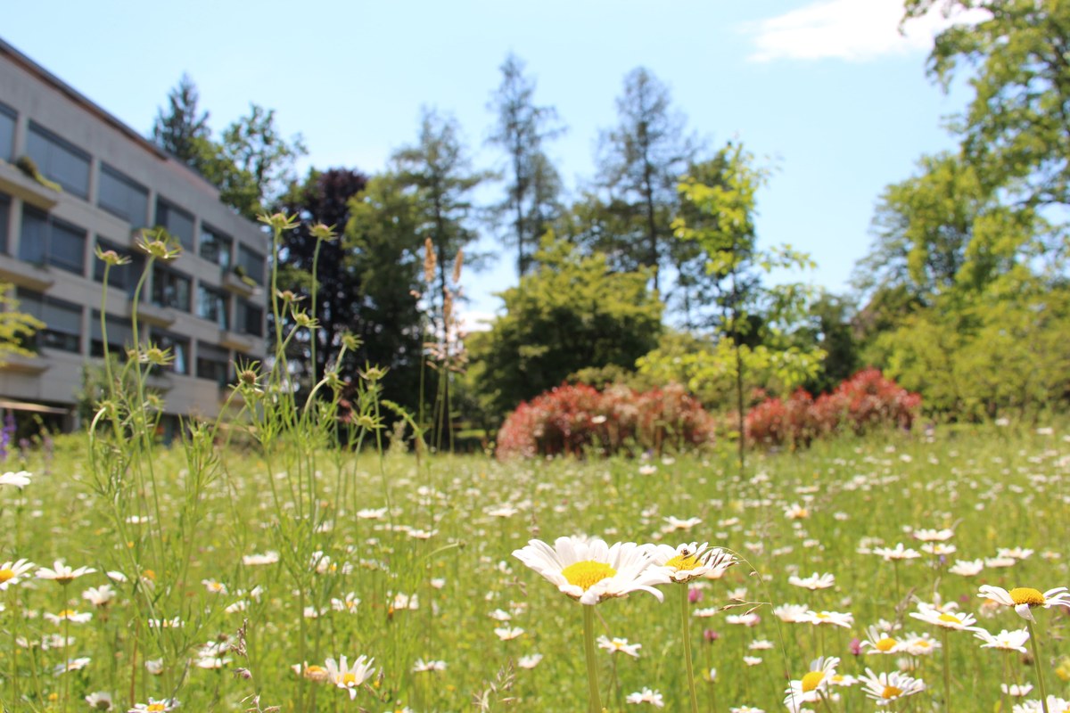 Gartenoase mitten im Viererfeld. Vergrösserte Ansicht