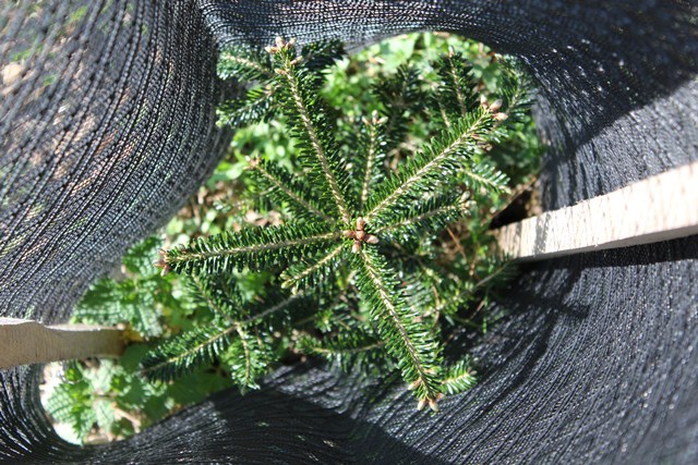 Dem Klimawandel gewachsen: neu gepflanzte Douglasie im Bremgartenwald