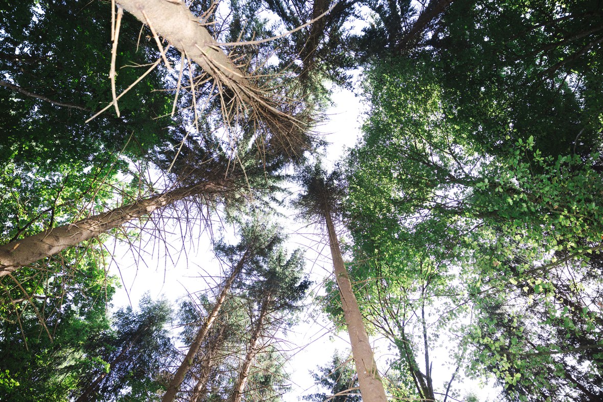 «Der Wald braucht uns nicht – wir aber ihn»