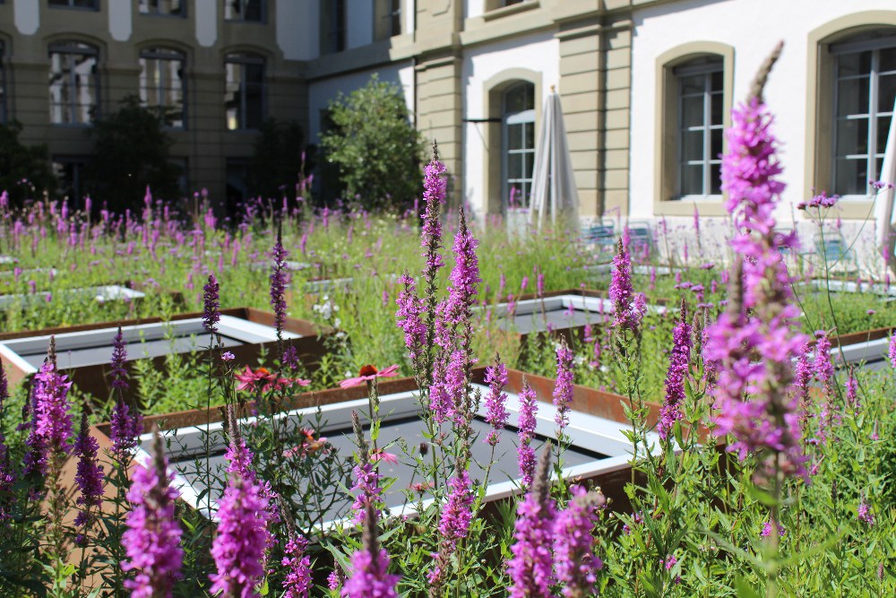 Ein Stück Biodiversität zum Espresso