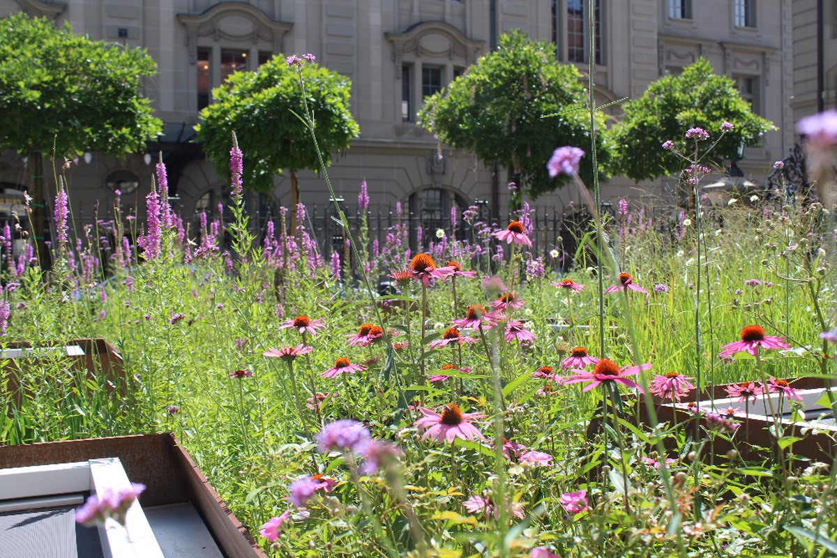 biodiversitat-bbb4.jpg. Vergrösserte Ansicht