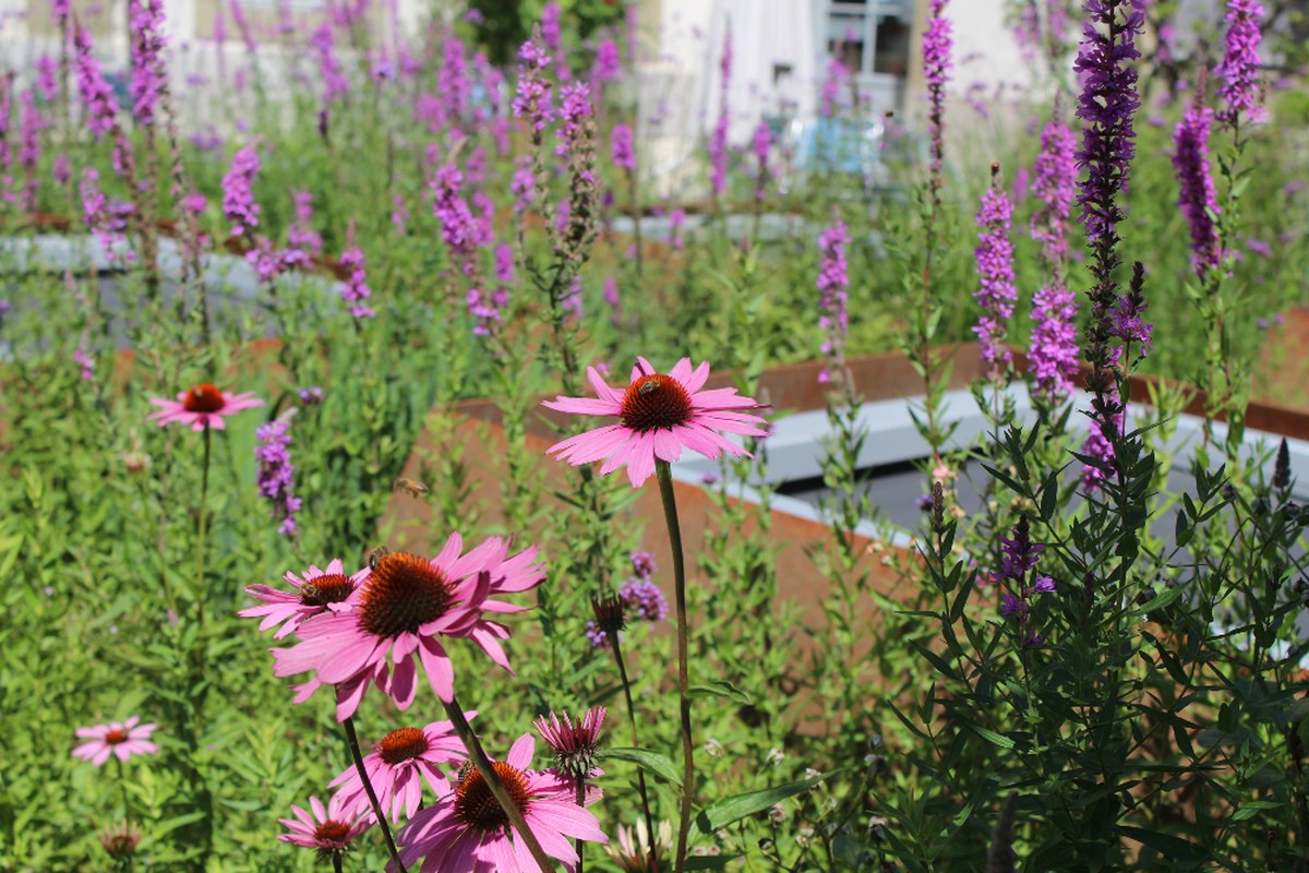 biodiversitat-bbb5.jpg. Vergrösserte Ansicht