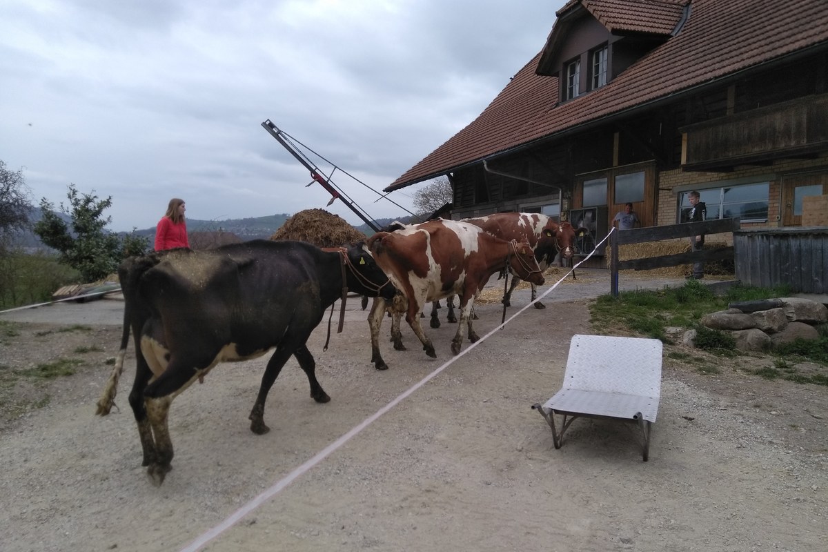 Erste Schritte auf Worber Boden 3. Vergrösserte Ansicht