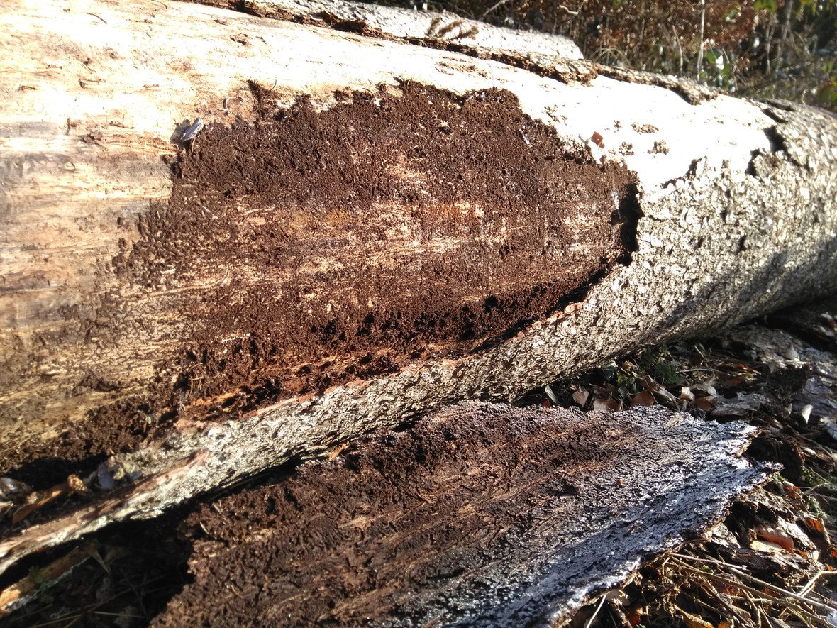 Forstbetrieb: Mehr als nur Holzarbeiten