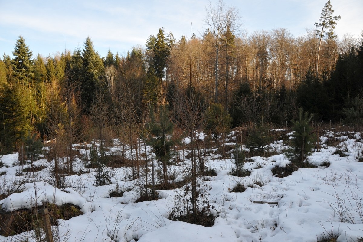 dahlerwaldli.jpg. Vergrösserte Ansicht