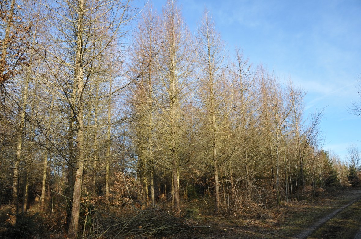 jedes-jahr-ein-generationen-wald.jpg