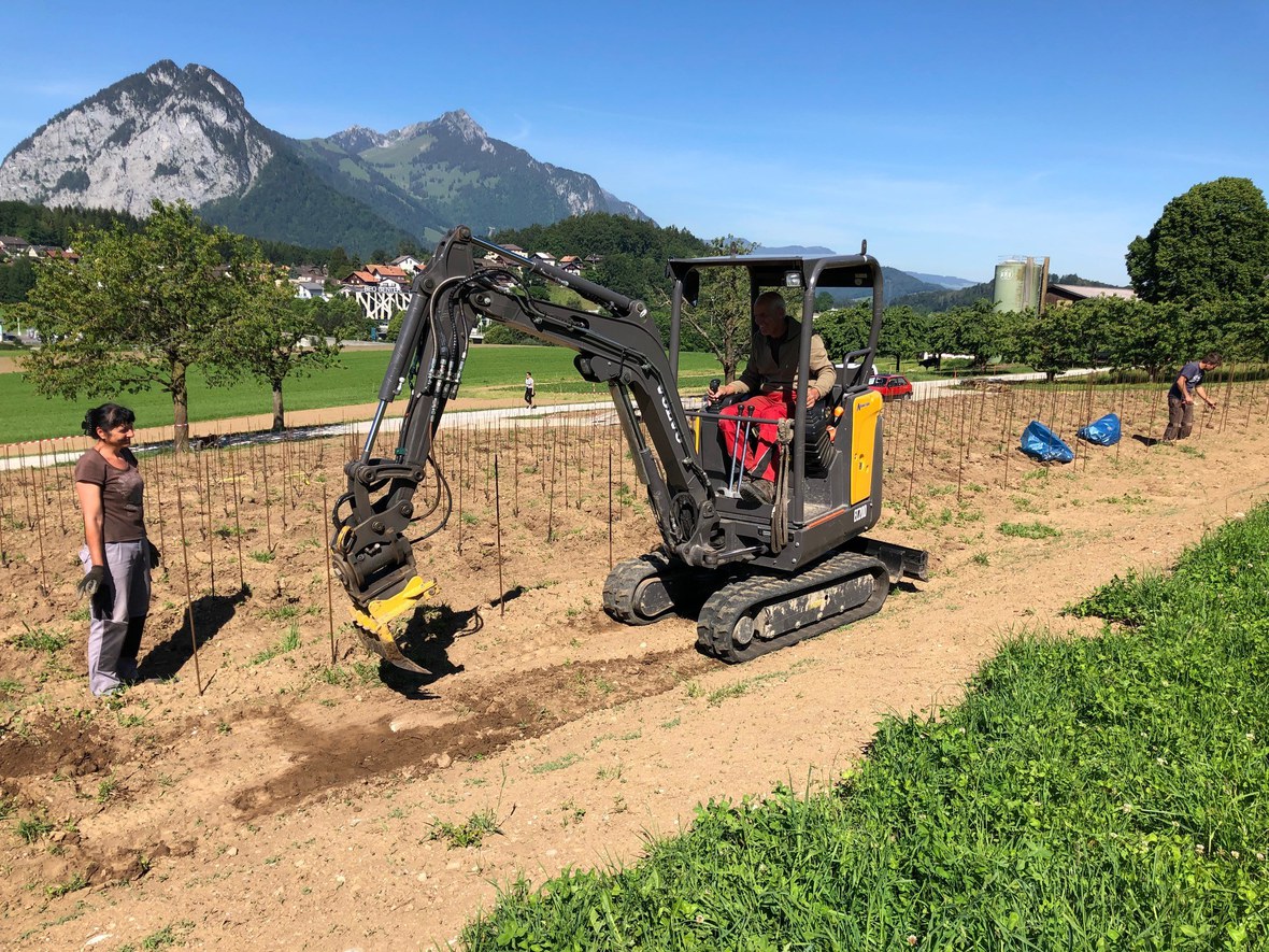 Gesunder Boden für den Spiezer Wein