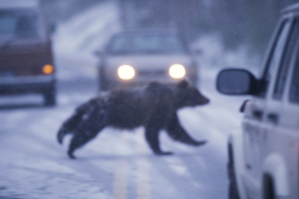 Bild3 Grizzlybär Autos. Vergrösserte Ansicht