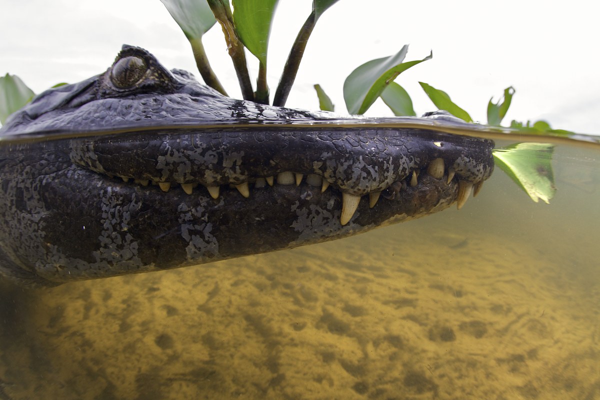 bild8-krokodil-vortrag-unterwasserwelten-michel.jpg. Vergrösserte Ansicht