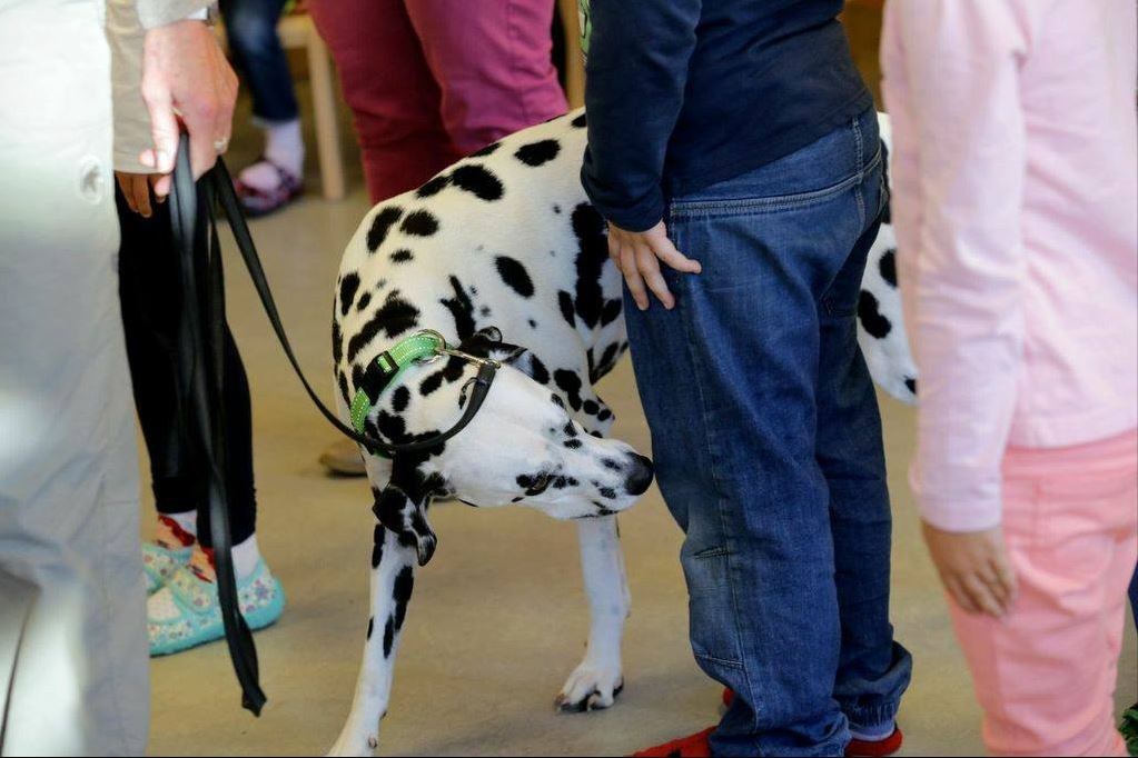 Hundetrick. Vergrösserte Ansicht